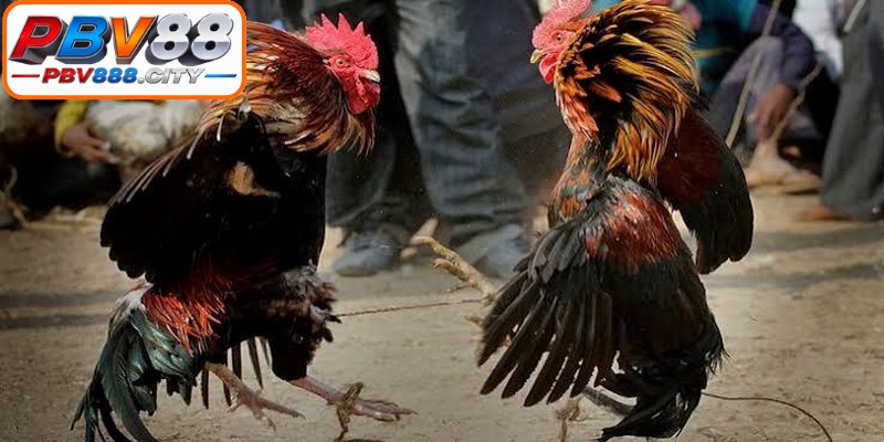 Đá gà cựa sắt giúp người chơi mở ra không gian giải trí đỉnh cao và đầy kích thích