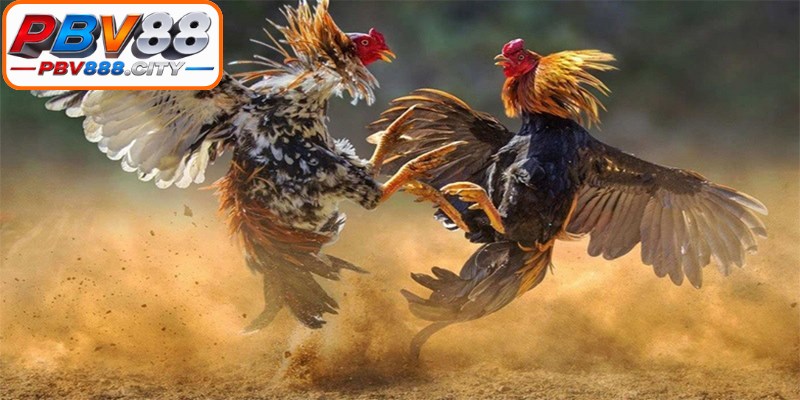Nắm rõ luật chơi và quy định phân định thắng thua giúp hội viên chủ động hơn