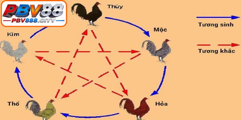 Quy luật ngũ hành chi phối trực tiếp đến phong độ thi đấu của chiến kê