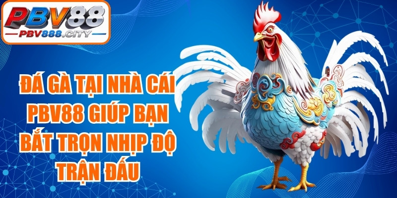 Đá gà tại nhà cái PBV88 giúp bạn bắt trọn từng nhịp độ trận đấu